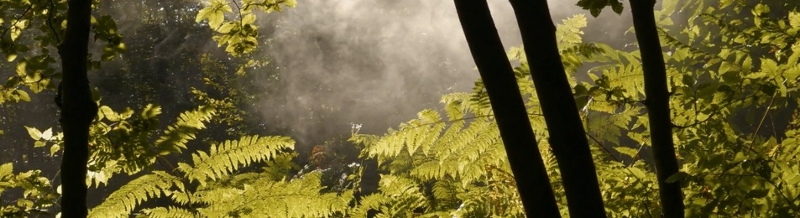 Forest with a mist floating in.